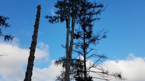 C & M Tree Service