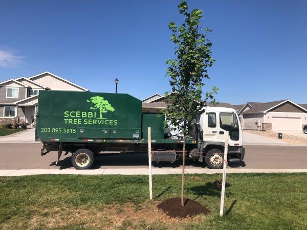 Scebbi Tree Services