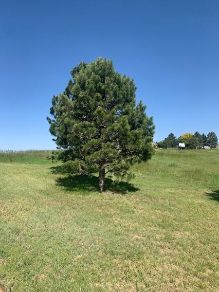 Scebbi Tree Services