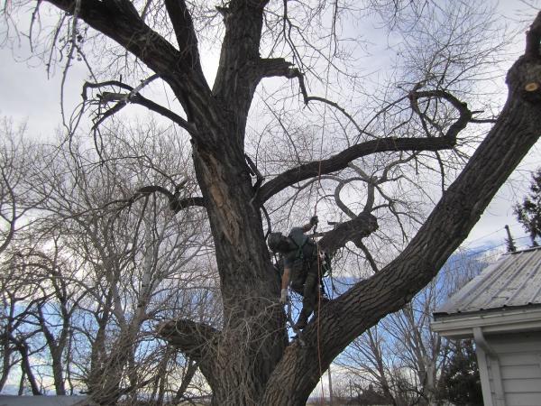 Scebbi Tree Services