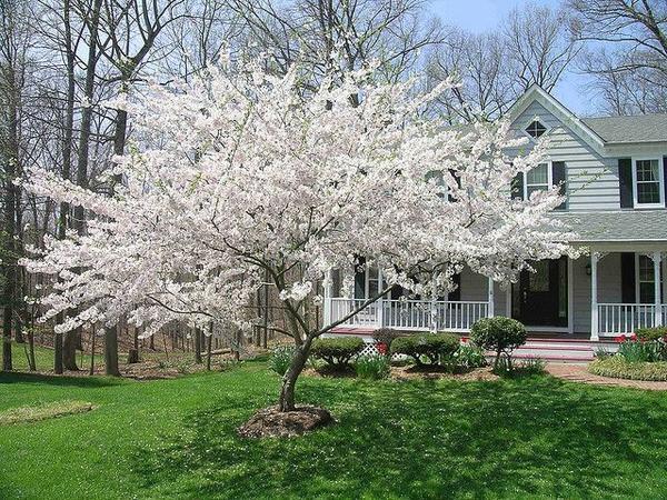 Danbury Tree Pros