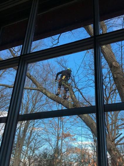 Danbury Tree Pros