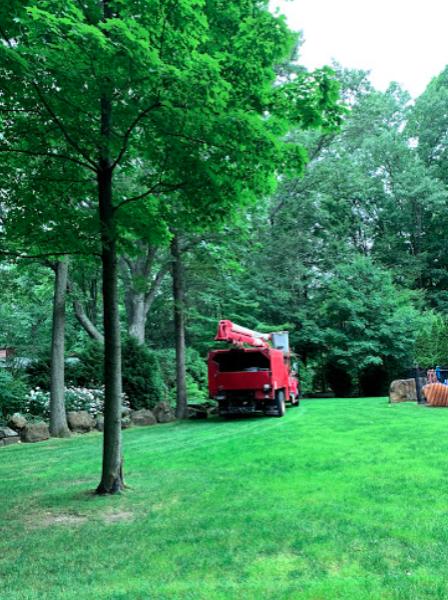 Danbury Tree Pros