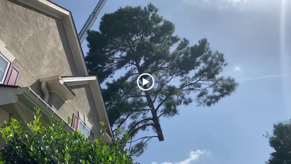 Southern Scapes Tree Experts