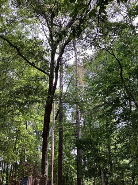 Southern Scapes Tree Experts