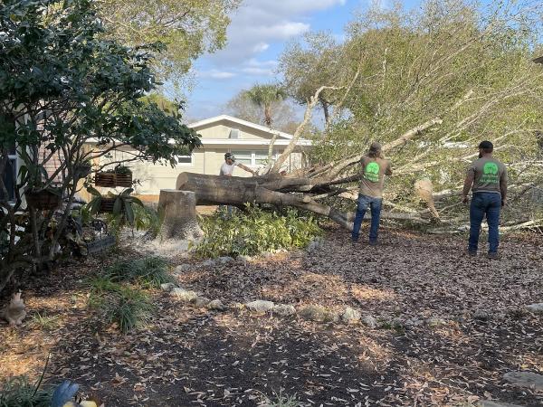 Royal Palm Tree Services SRQ