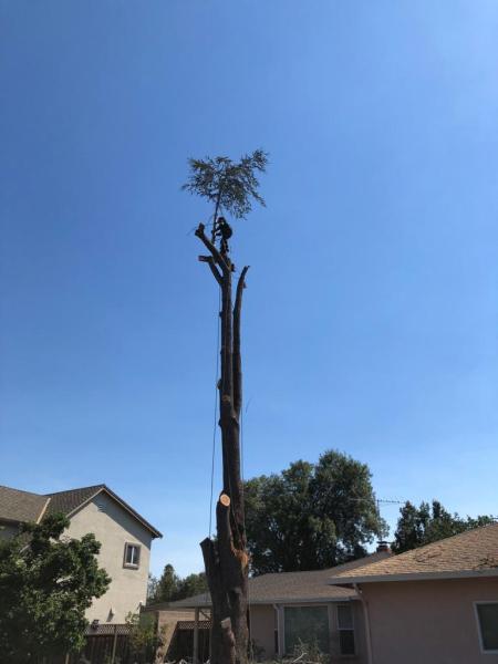 Roberto Tree Services