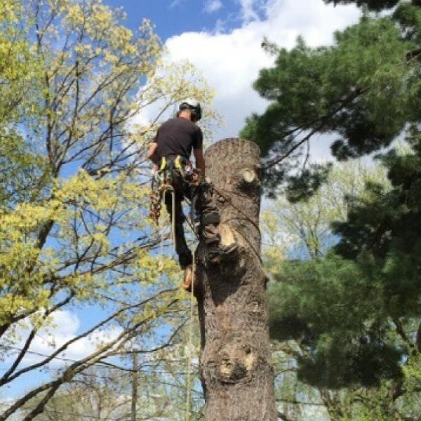 Phoenix Tree Care