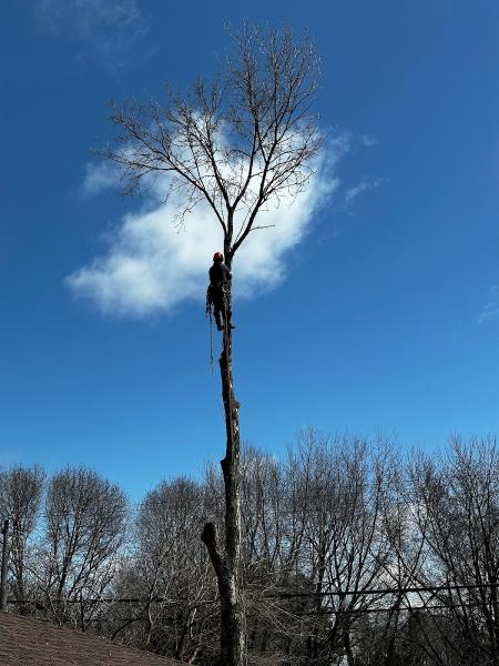 Phoenix Tree Care