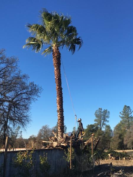 Walker Contracting Inc. DBA Walkers Tree Service