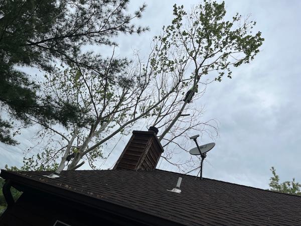 Appalachian Tree Company