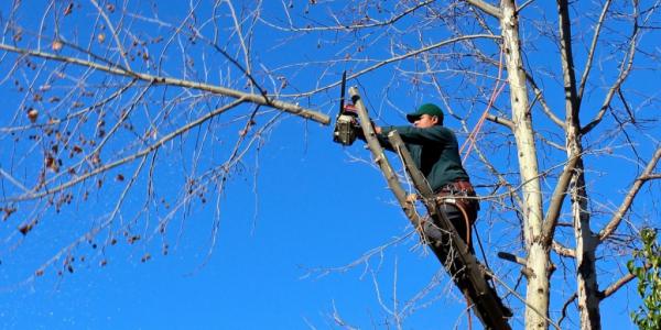 Appalachian Tree Company