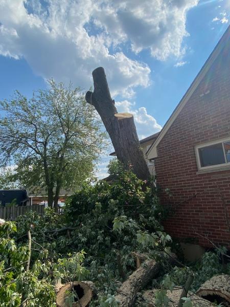 Salazar Alvarez Tree Service