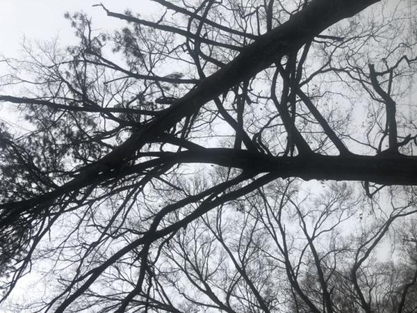 A-1 Discount Tree & Lawn Service