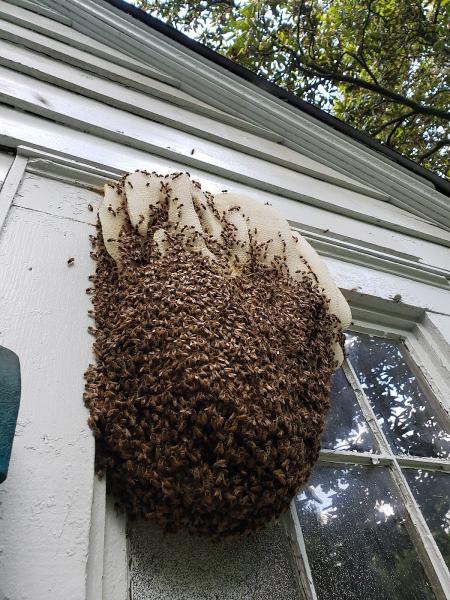 Southeast Bee Removal LLC