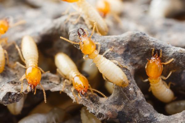 Final Stepp Pest Control