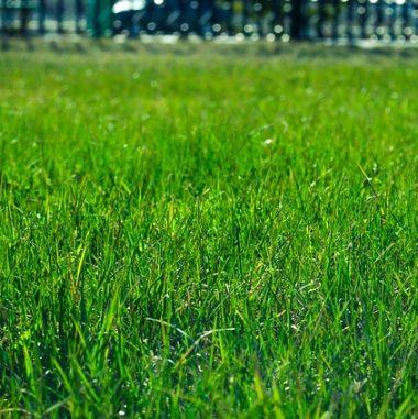 Bailey's Lawn Care Services