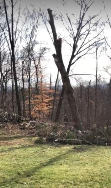 Tree Service White Plains