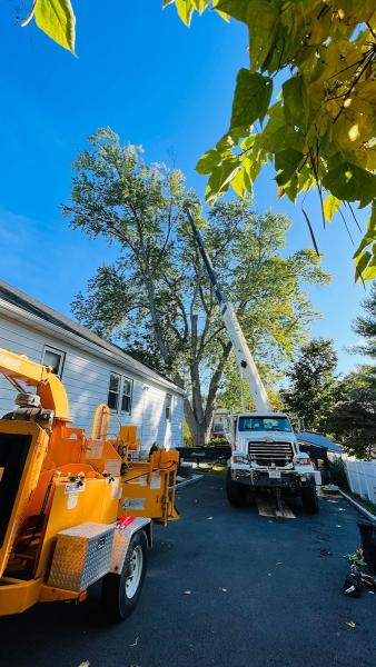 Tree Service White Plains
