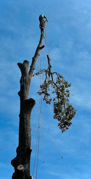 Acadian Tree & Stump Removal Service