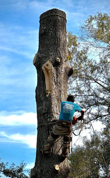 Acadian Tree & Stump Removal Service