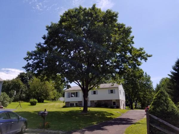 Richard Brown Inc. Tree Service