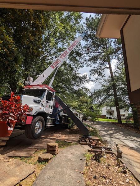 King Tree Experts