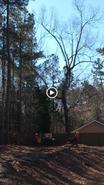 King Tree Experts