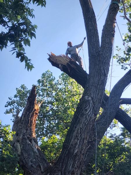 Family Tree Service