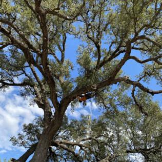 Perez Tree Care