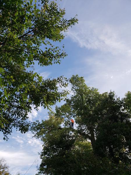 Rubio's Tree Service