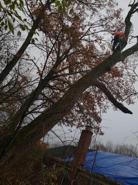 Rubio's Tree Service
