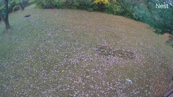 WAI Lawn and Landscape