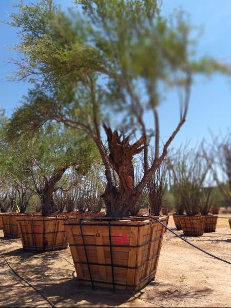 Native Resources International