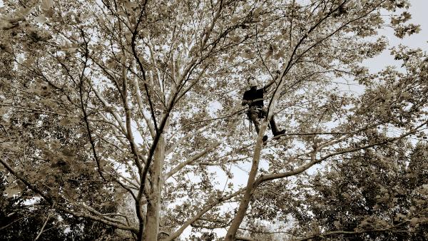 Treewise