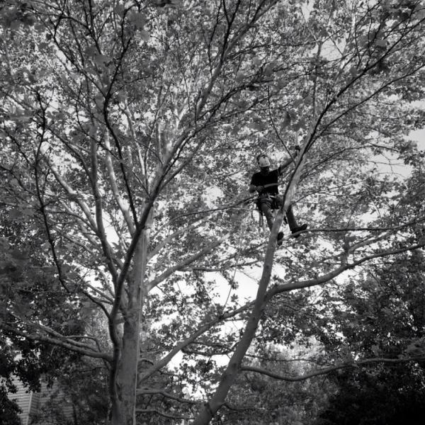 Treewise