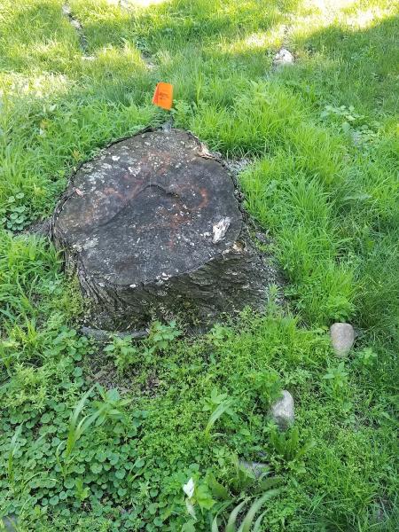 Metro Stump Grinding