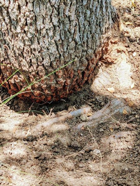 D & J Arborist Tree Services