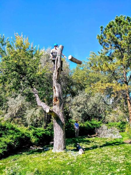 Knothead Tree and Lawn Care