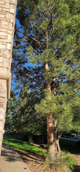 Knothead Tree and Lawn Care