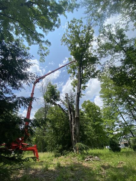 Collins Tree Service Inc