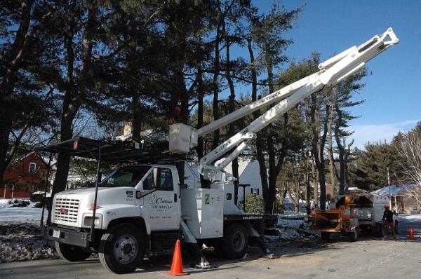 Collins Tree Service Inc