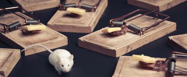 Mice Mob Exterminators