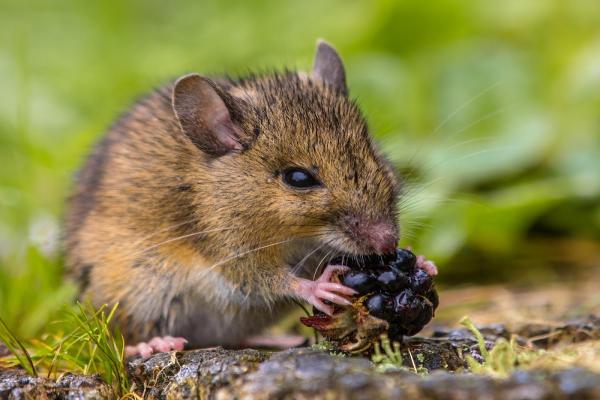 Mice Mob Exterminators