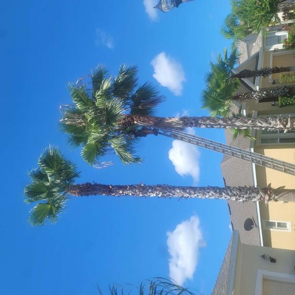 Higher Reach Tree Service
