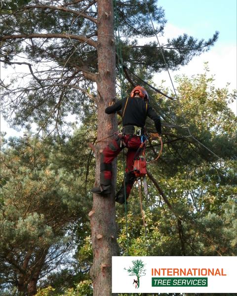 International Tree Service