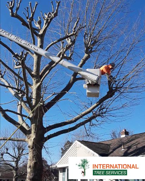 International Tree Service