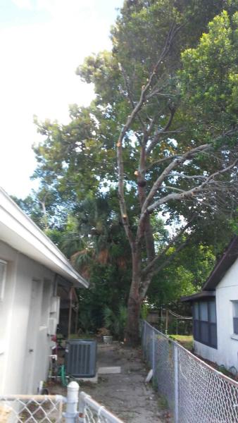 T Murray Tree Service