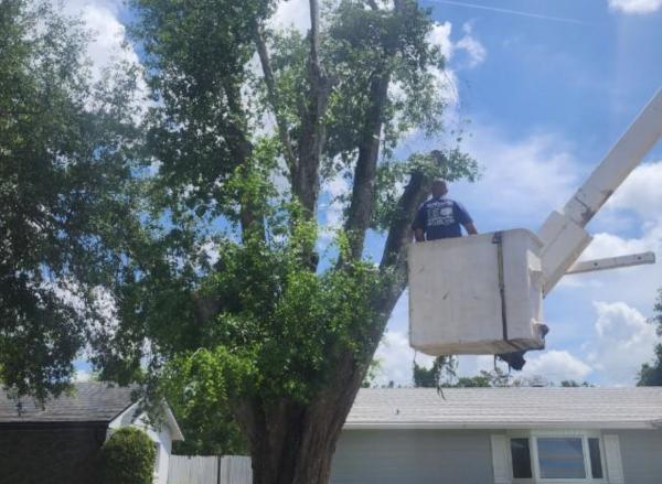 New Image Tree Services LLC