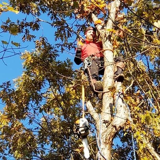 Drop-a-Top Tree Service